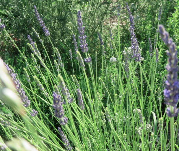 Rencontre avec Morphée – Image 2