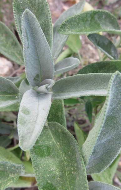 Femme libérée – Image 2