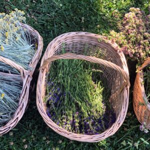 Plantes Médicinales : Culture, Cueillette & Tisanes